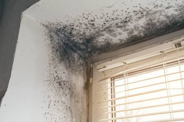 Affordable Basement Mold Remediation solutions in Fair Haven, NJ