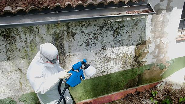Top rated local Basement Mold Remediation specialists in Fair Haven, NJ